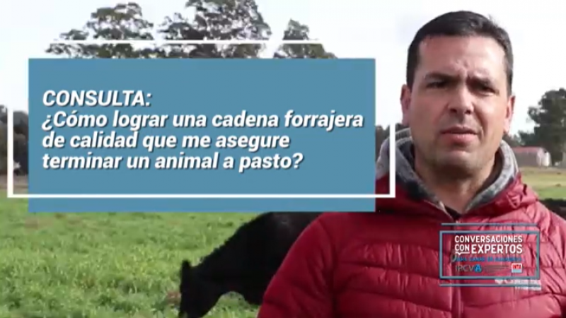 Terminación de novillos a pasto